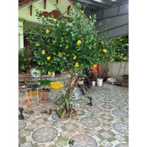 Cây Khế Giả Trang Trí Nội Thất