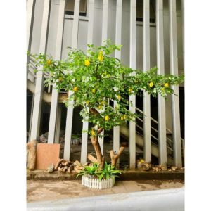 Cây Khế Giả Trang Trí Sự Kiện