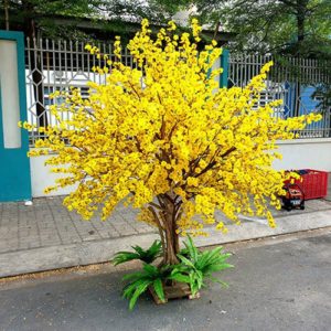Cây Mai Vàng Giả 18