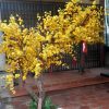 cay mai gia 24 - Cây Mai Vàng Giả 24