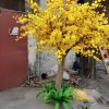 cay mai gia 26 - Cây Mai Vàng Giả 26
