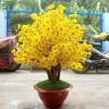 cay mai gia 7 - Cây Mai Vàng Giả 07