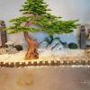 cay tung gia 1 - Cây Tùng Bonsai Trang Trí 01