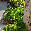 cay tung gia 2 - Cây Tùng Bonsai Trang Trí 02