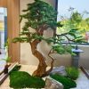 cay tung gia 4 - Cây Tùng Bonsai Trang Trí 04