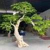 cay tung gia 5 - Cây Tùng Bonsai Trang Trí 05