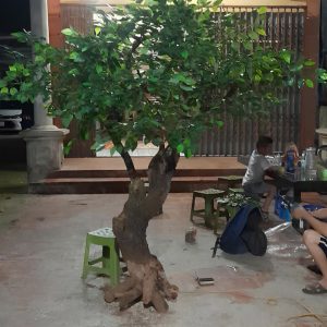 Cây Xanh Giả Trang Trí 11