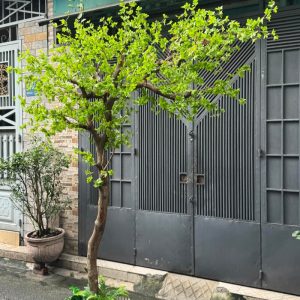 Cây Xanh Giả Trang Trí 02