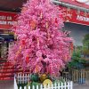 hoa anh dao 10 - Cây Hoa Anh Đào Giả 10