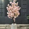 hoa anh dao 13 - Cây Hoa Anh Đào Giả 13