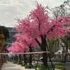 hoa anh dao 16 - Cây Hoa Anh Đào Giả 16