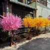 hoa anh dao 21 - Cây Hoa Anh Đào Giả 21