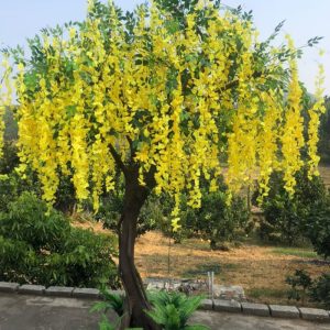 Cây Hoa Tử Đằng 03