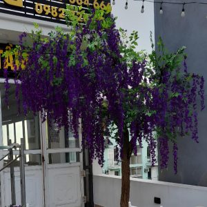Cây Hoa Tử Đằng 08