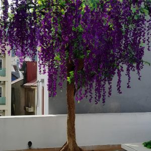 Cây Hoa Tử Đằng 09